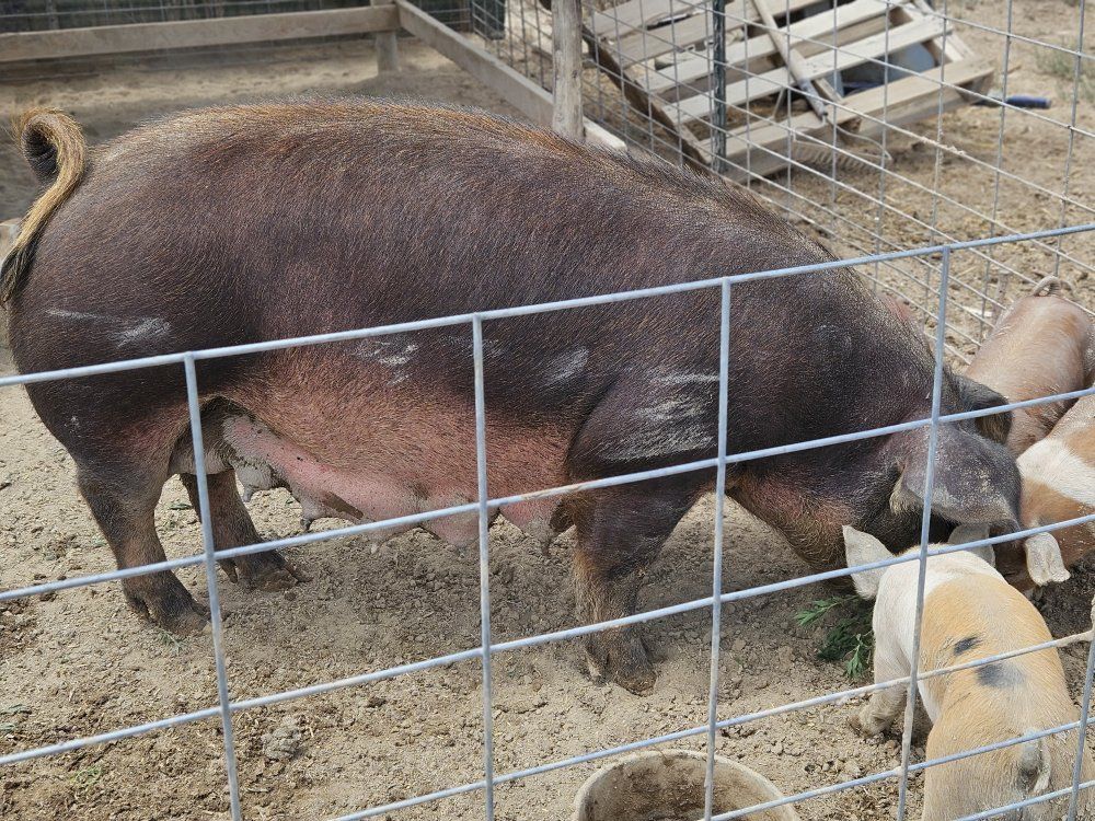 Duroc sow for sale
