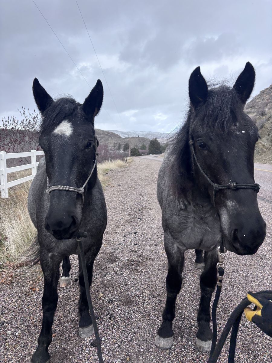 Blue roan half draft team