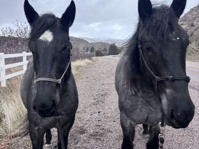 Blue roan half draft team