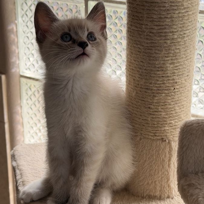 Male Balinese Snowshoe Kitten Ready to Go