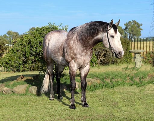 Dapple Grey Quarter Horse Gelding