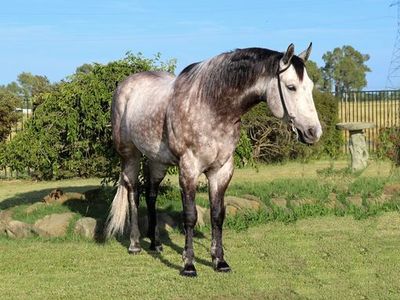 Dapple Grey Quarter Horse Gelding