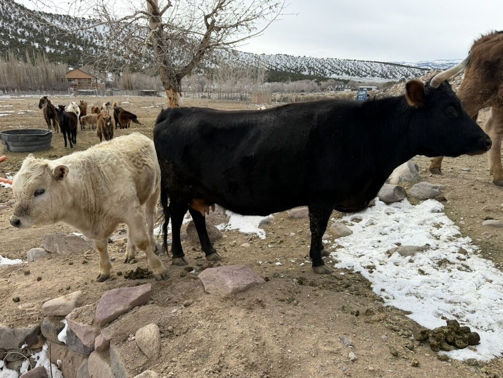 Pregnant 4 Yr Old Freshened Irish Jersey