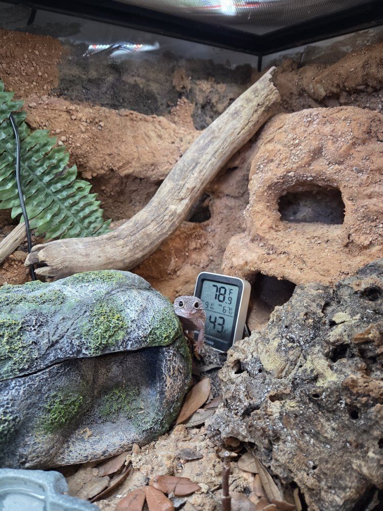 Female leopard gecko & fully bioactive enclosure