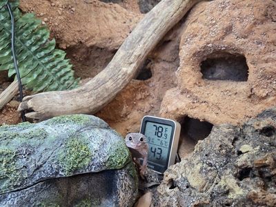 Female leopard gecko & fully bioactive enclosure