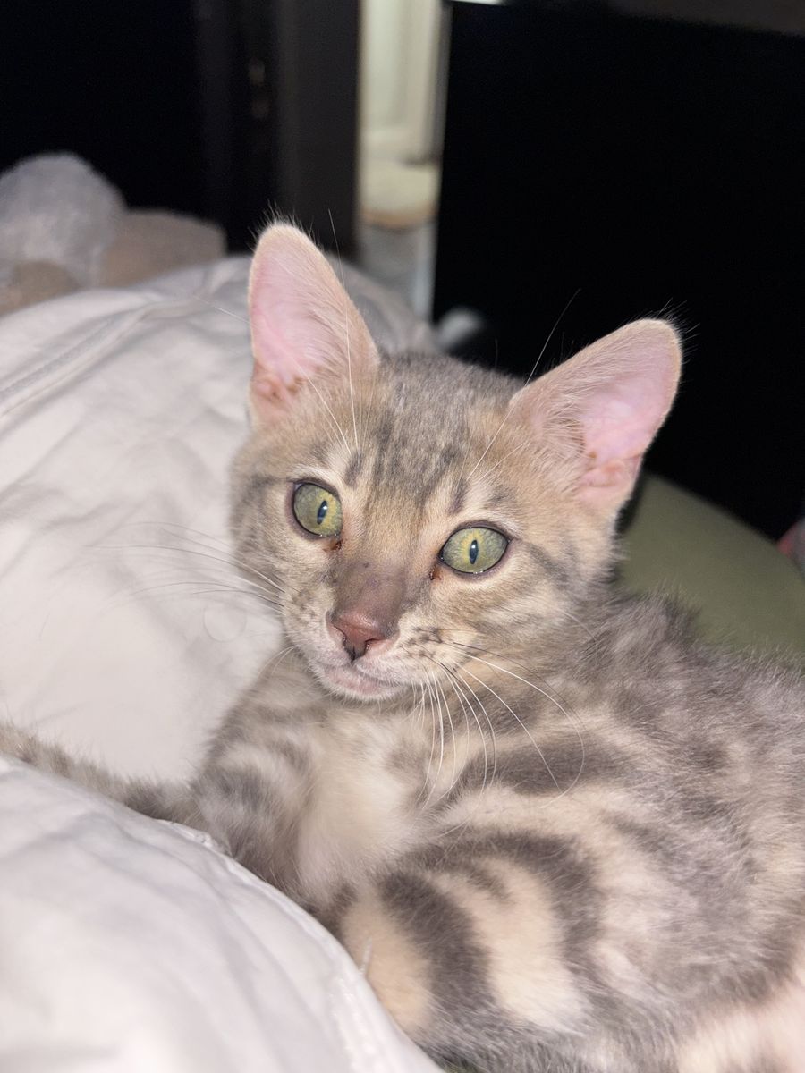Bengal male kitten
