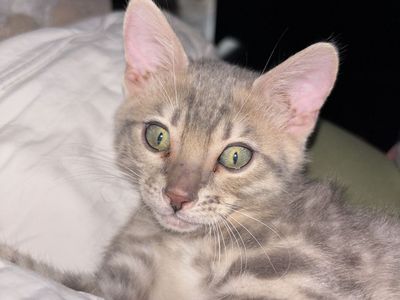 Bengal male kitten