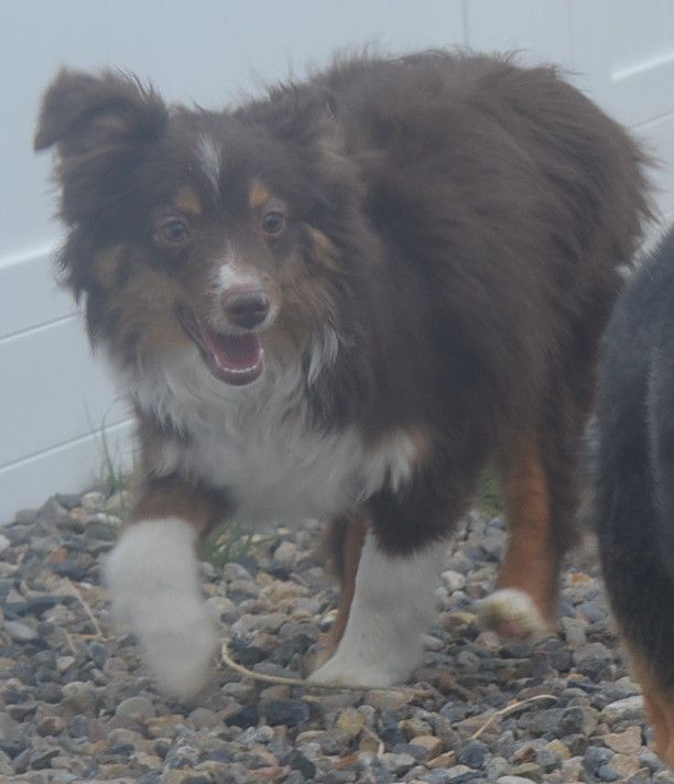 ASDR OFA/DNA Mini Aussie