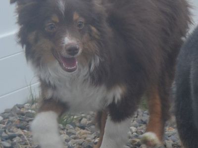 ASDR OFA/DNA Mini Aussie