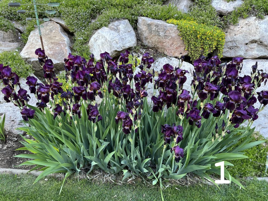 15 COLORS of Bearded IRIS Rhizomes SEE PHOTOS