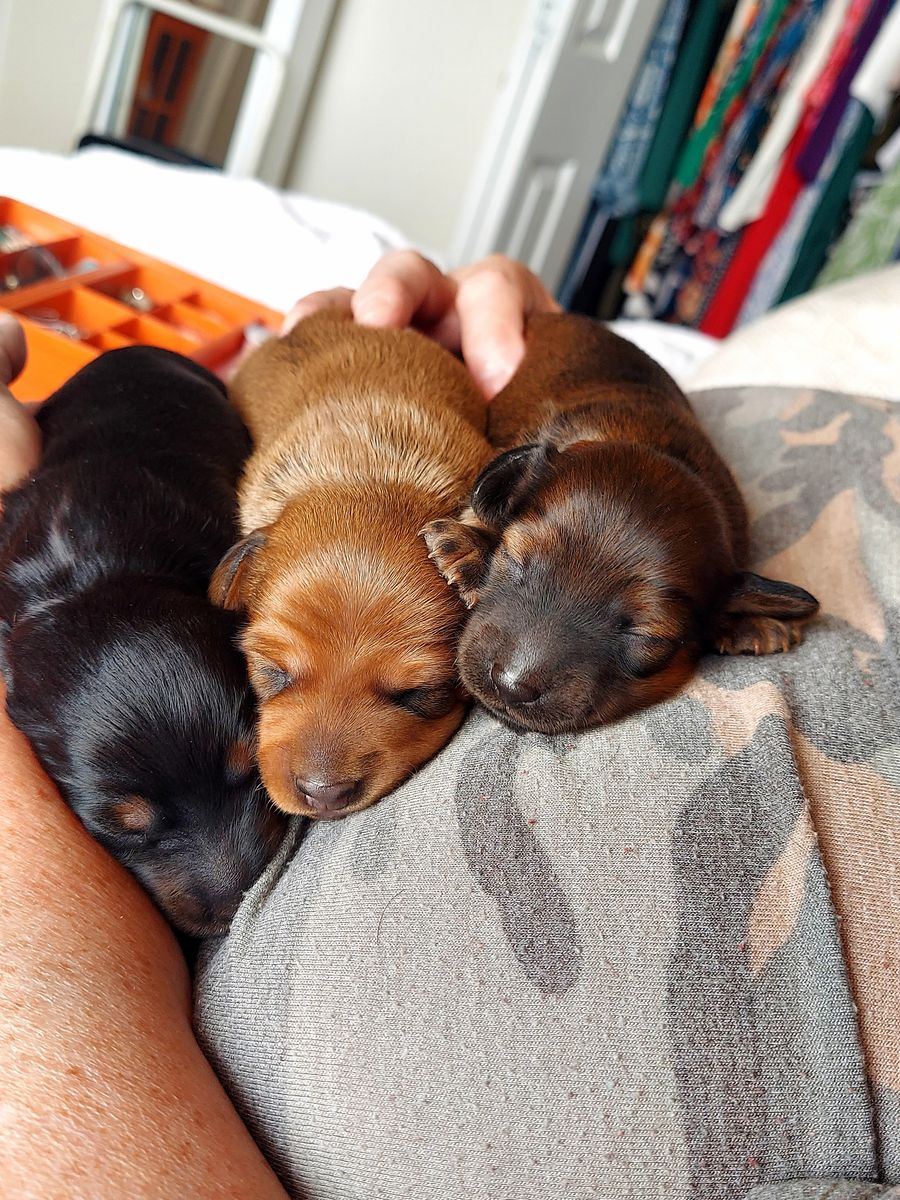 Purebred Miniature Dachshunds