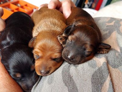 Purebred Miniature Dachshunds