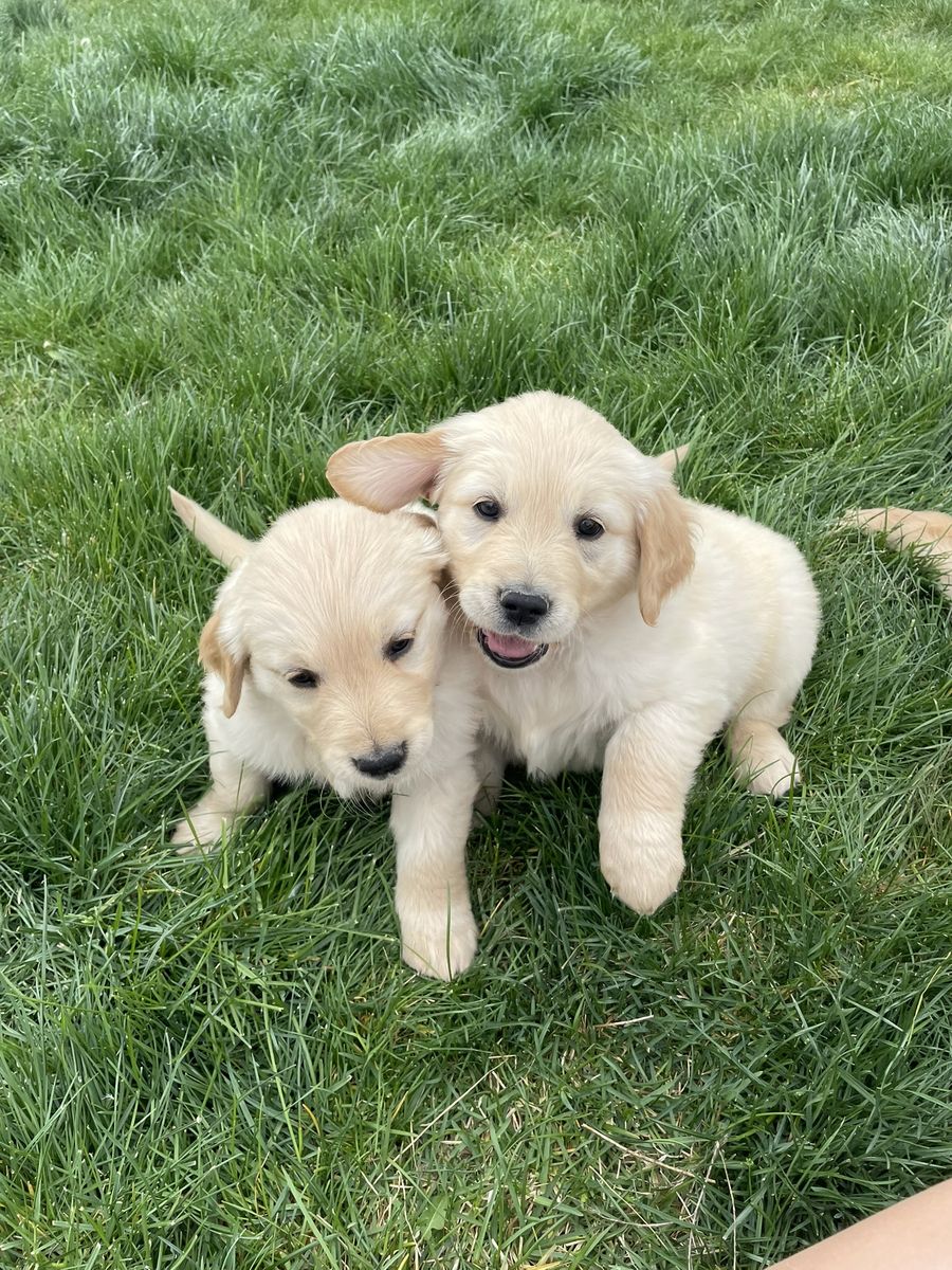 AKC Golden Retriever