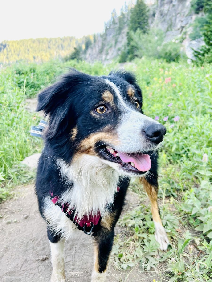 Adventurous 5-yr-old Australian Shepherd