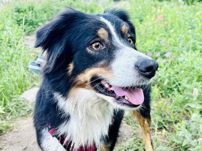 Adventurous 5-yr-old Australian Shepherd