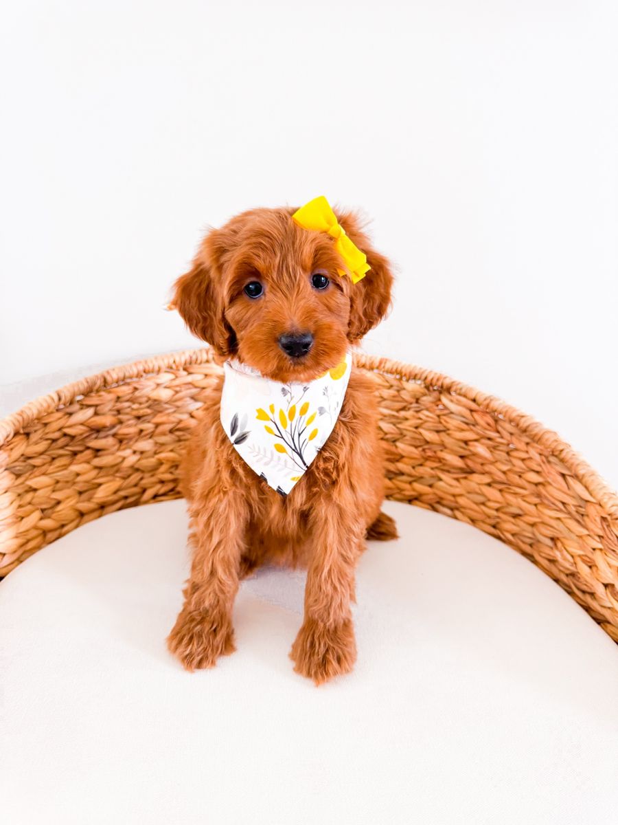 Liberty - Female Multigen Mini Goldendoodle Girl Golden Doodle Ready Now