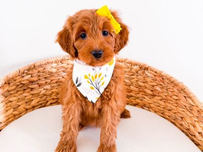 Liberty - Female Multigen Mini Goldendoodle Girl Golden Doodle Ready Now