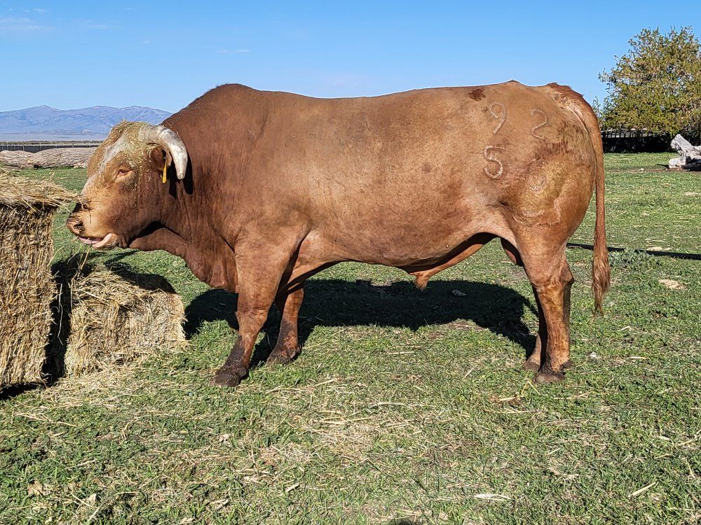 beefmaster bull