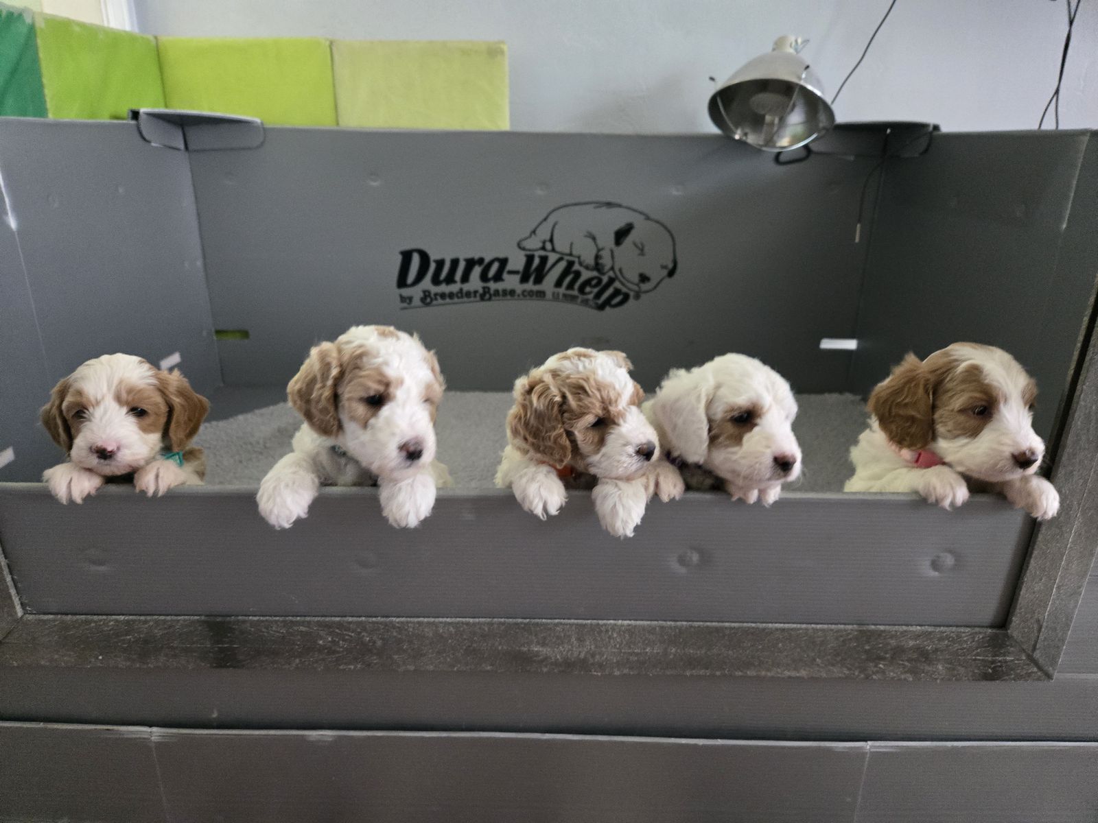 Mini Goldendoodle Puppies Available — Ready to go Home