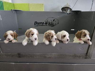 Mini Goldendoodle Puppies Available — Ready to go Home