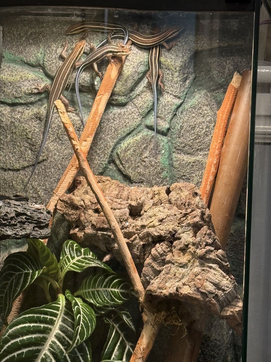 Blue tail stinks
