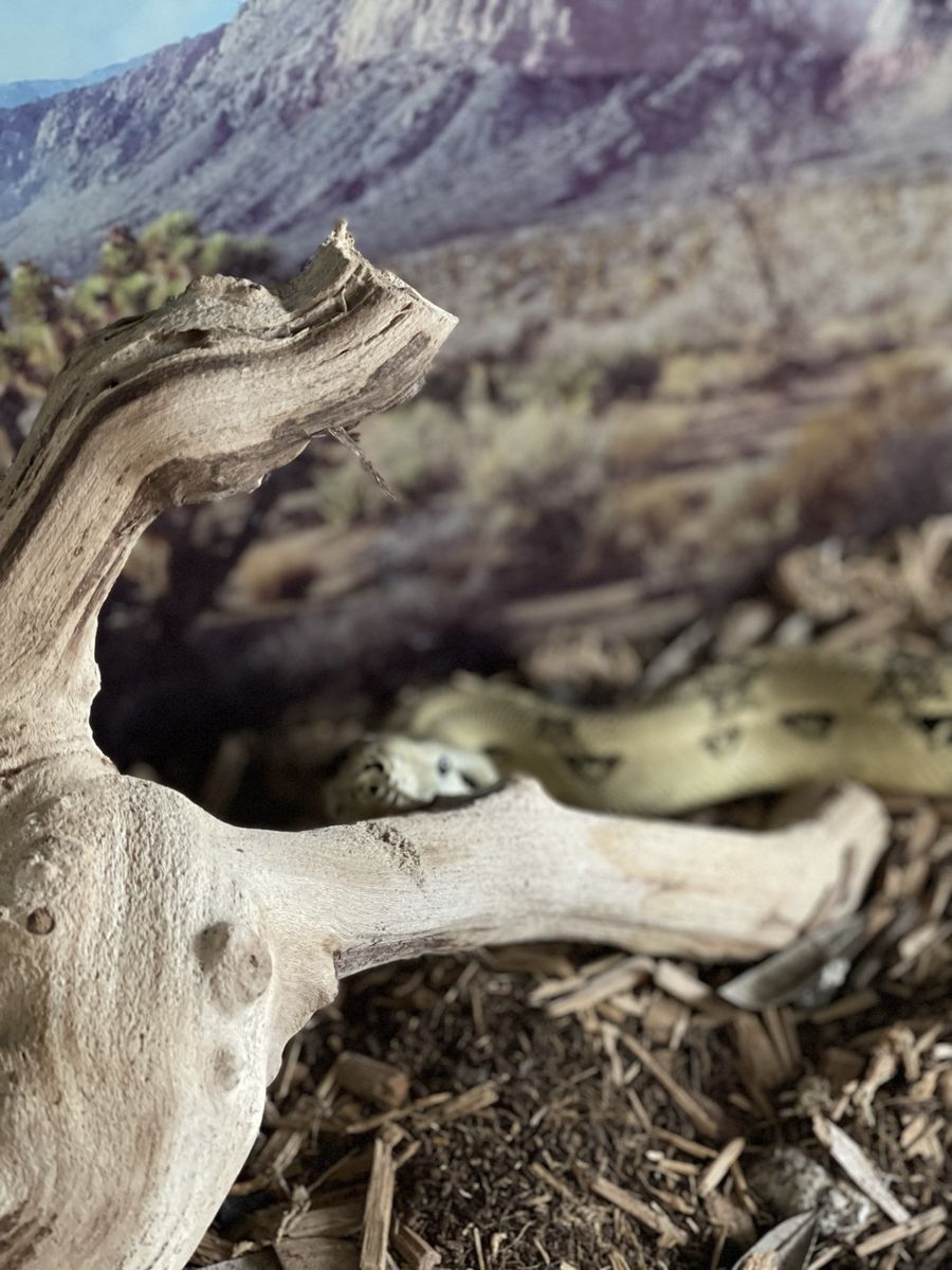 Female Adult Boa