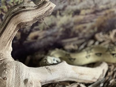 Female Adult Boa