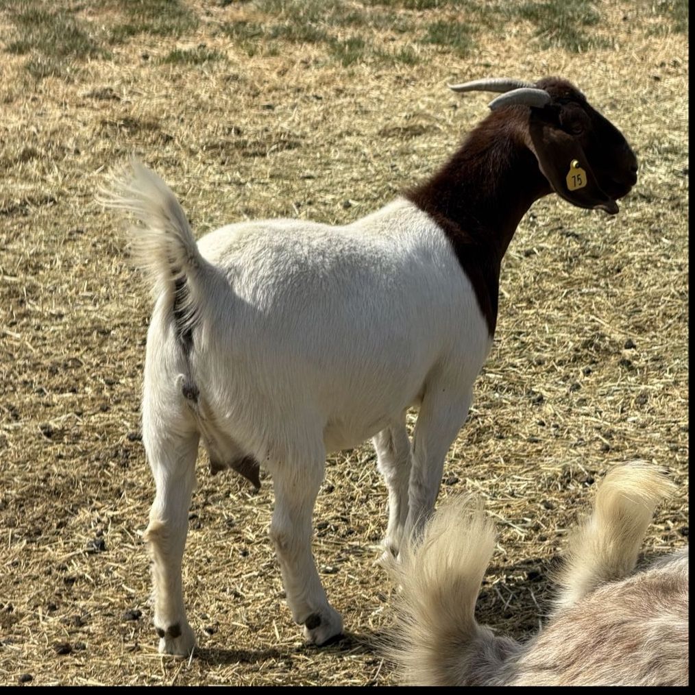 Wether Genetics Boer Doe