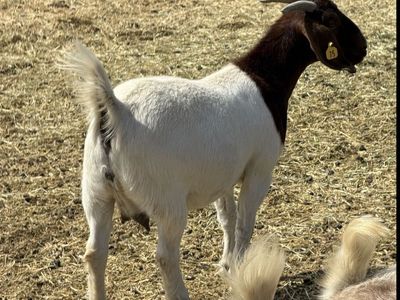 Wether Genetics Boer Doe