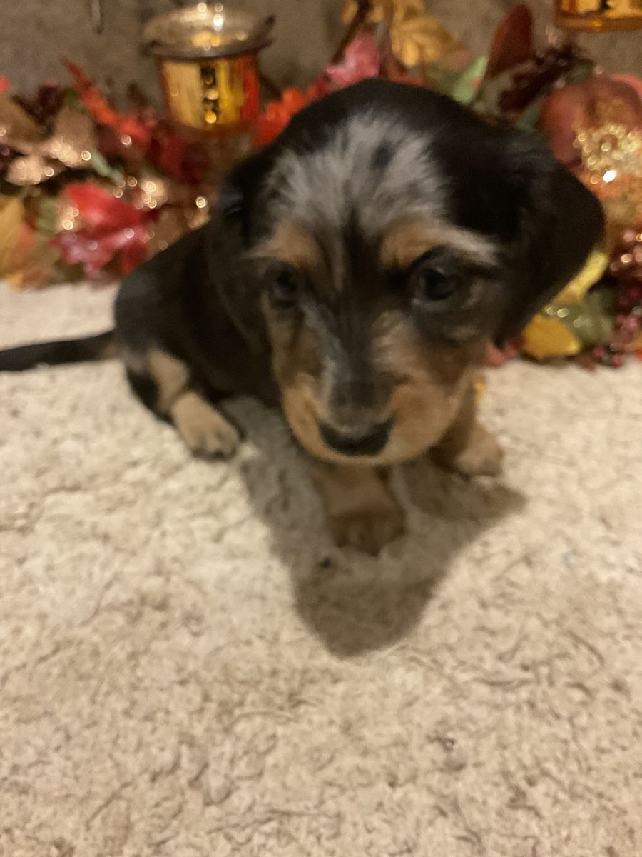AKC Godzilla Had Babies!