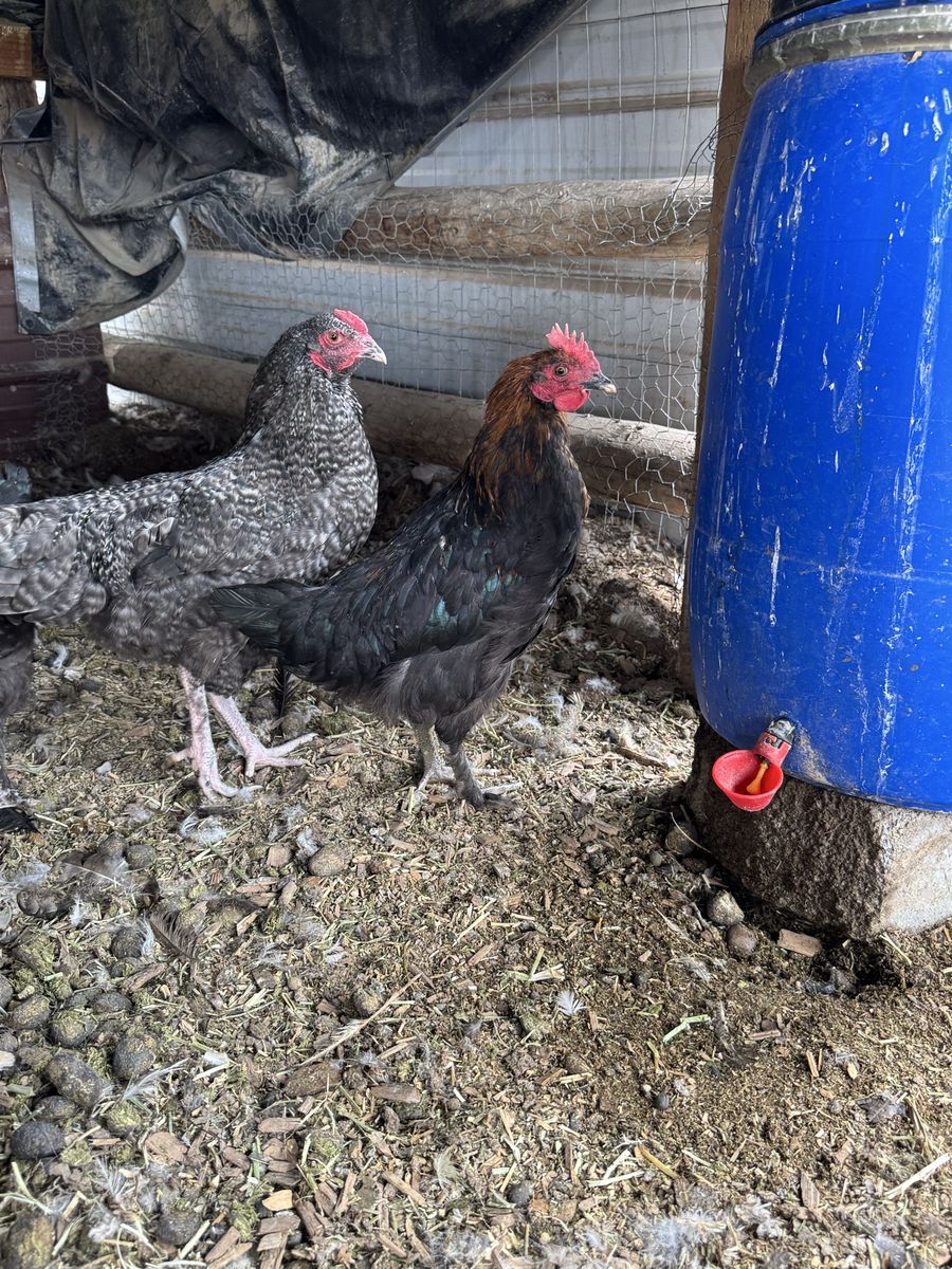 Free Roosters