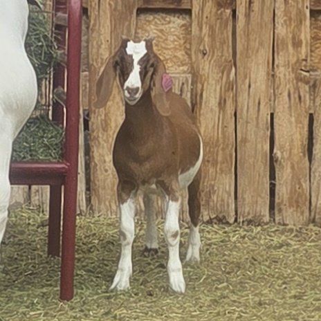 Boer doe kid