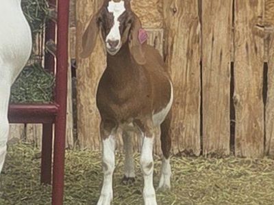 Boer doe kid