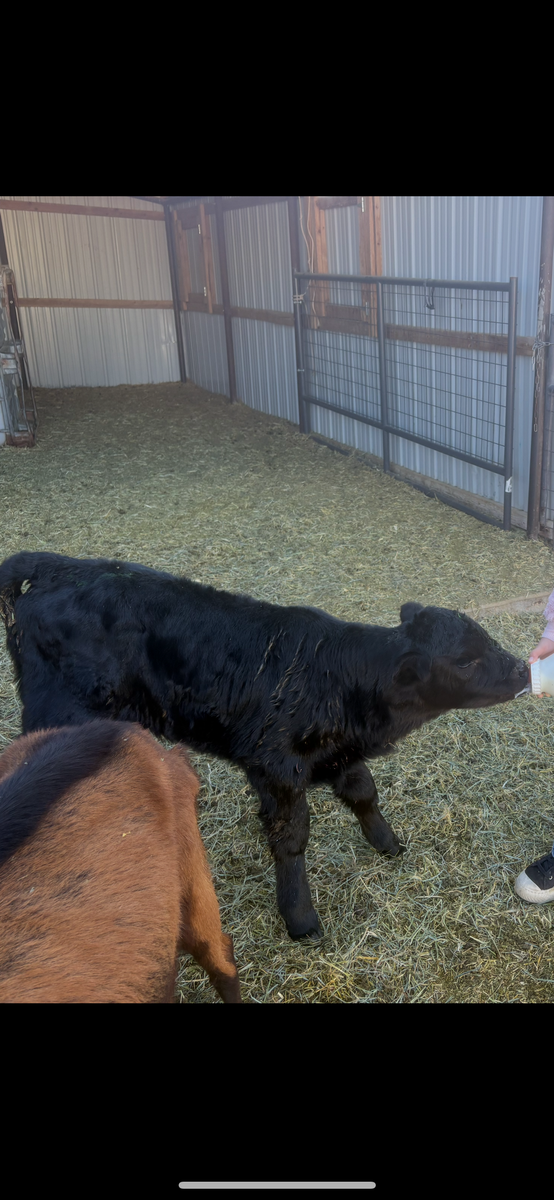 Calf Black Angus