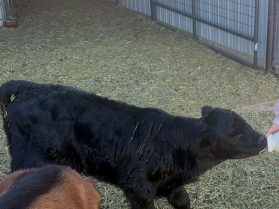 Calf Black Angus