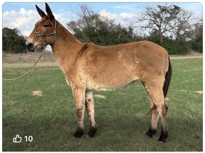 Molly Mule Sandi