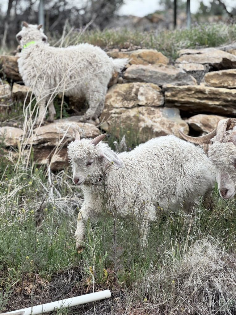 Angora Goat - Male babies