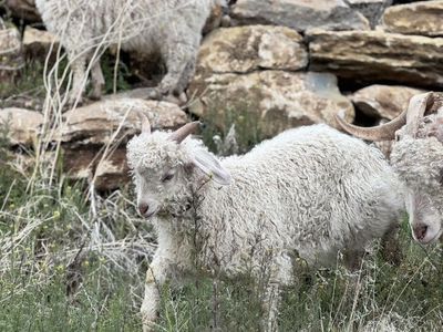 Angora Goat - Male babies