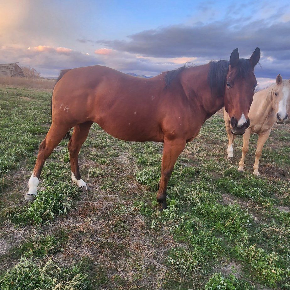 Beautiful bay mare AQHA Smart Chic Olena bred
