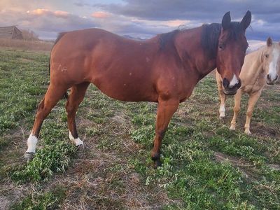 Beautiful bay mare AQHA Smart Chic Olena bred
