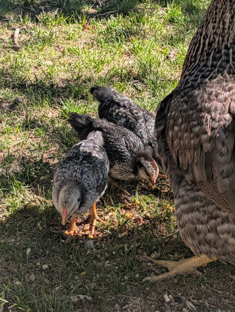 chicks for sale