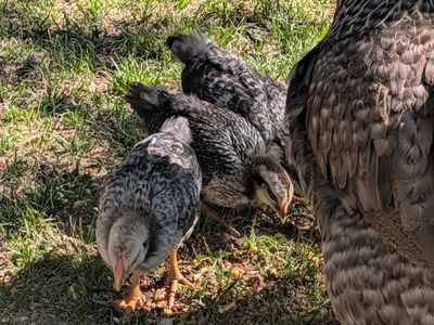chicks for sale