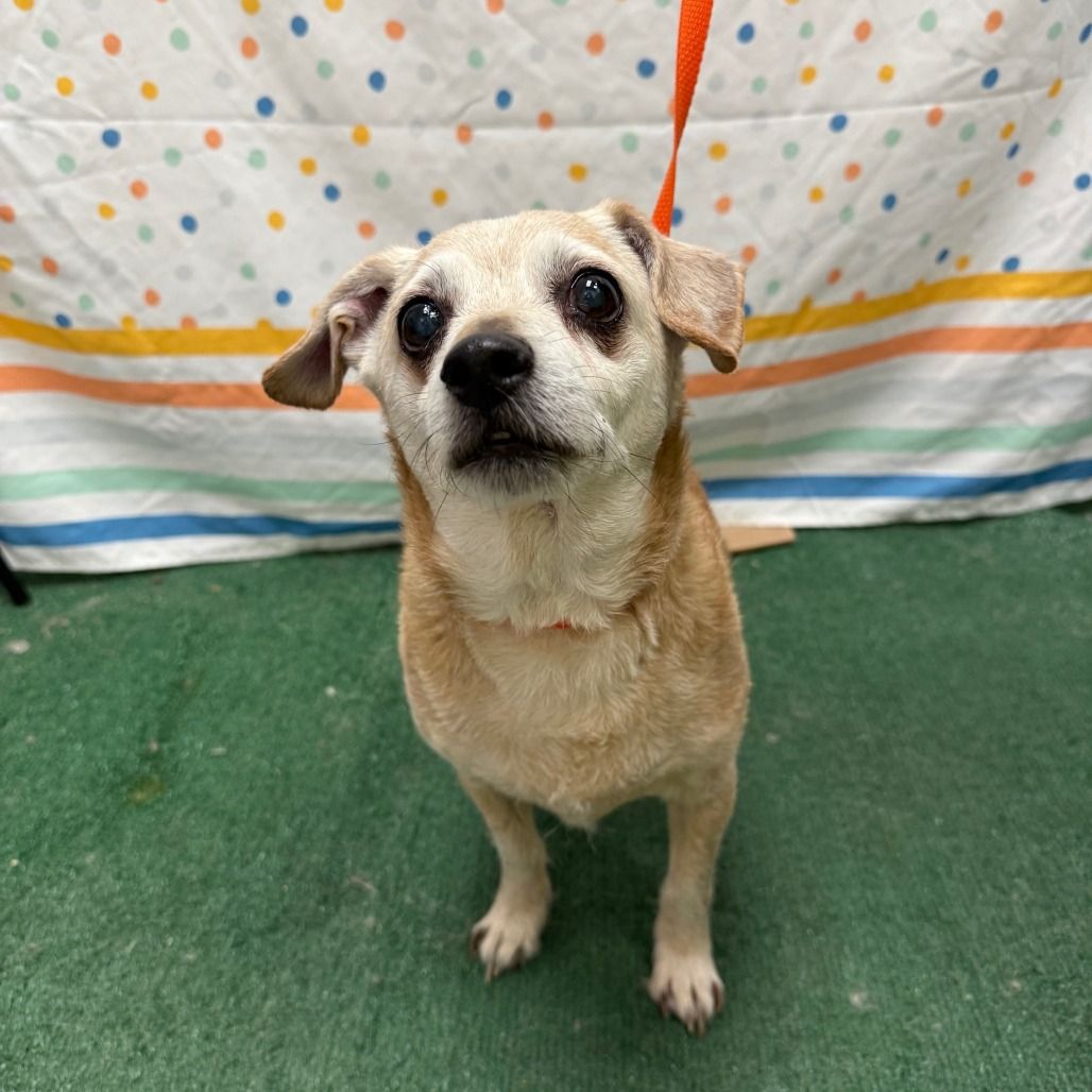 Hello my name is Nuggie