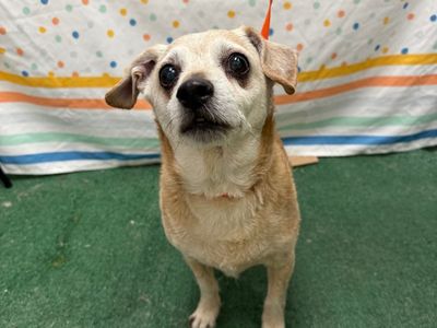 Hello my name is Nuggie