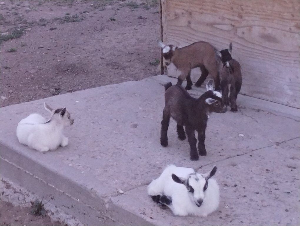 CUTEST BABY GOATS!