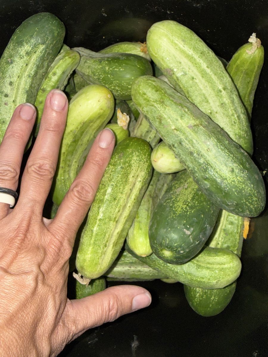Pickling Cucumbers