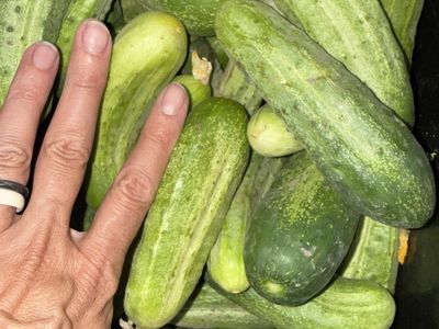 Pickling Cucumbers