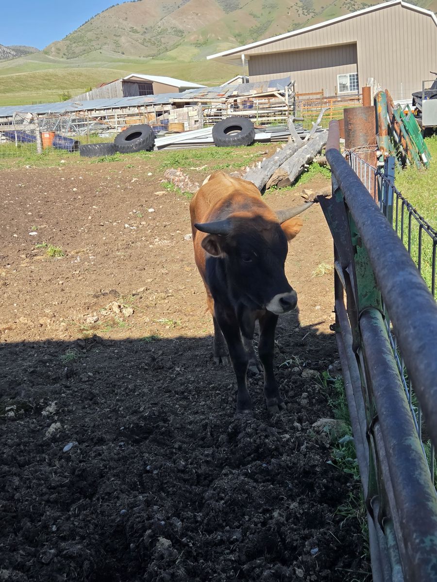 Coriani bull