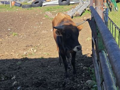 Coriani bull
