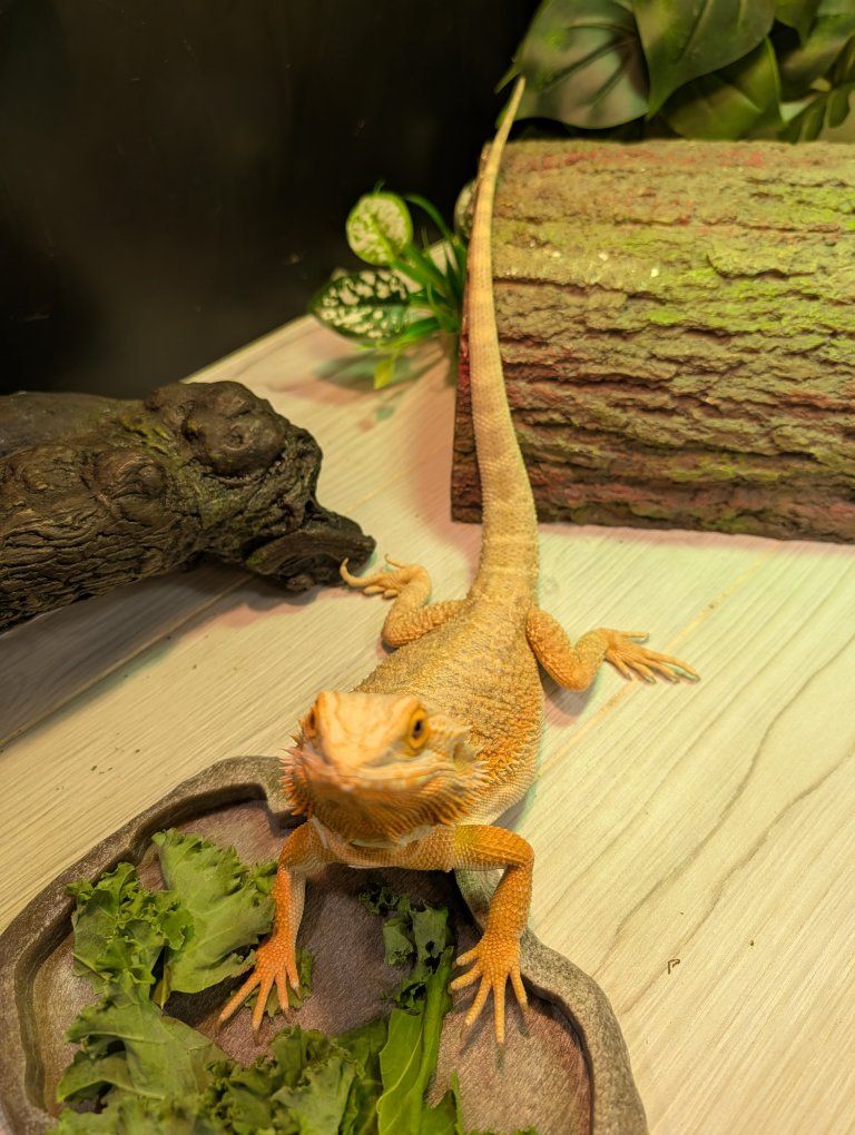 female bearded dragon